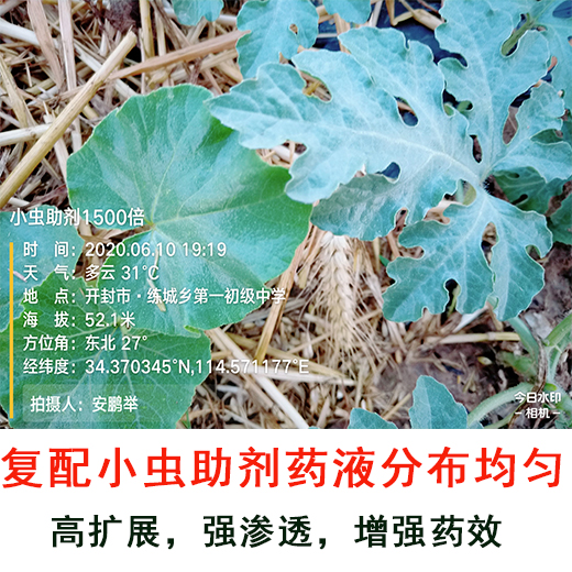 小蟲助劑防治西瓜薊馬