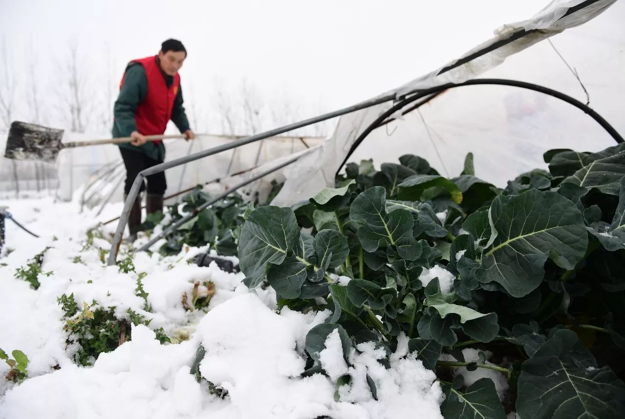 大棚遇到大雪怎么辦