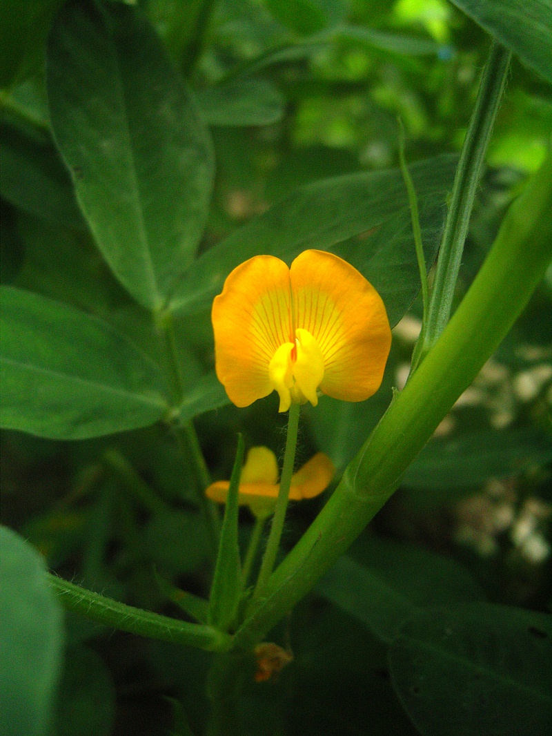 花生種植