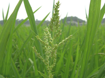 水稻草害